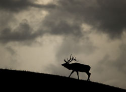 elk